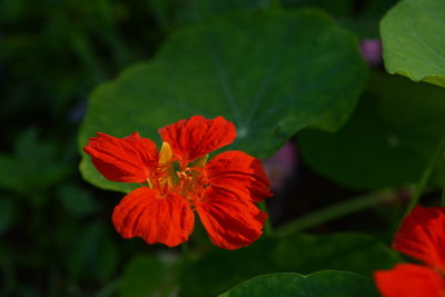 Close-up of red hibiscus blooming outdoors