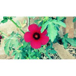 Close-up of red flowers