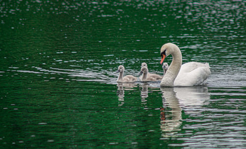 High angle view of large mute swan swans  cygnets swimming in lake with reflection