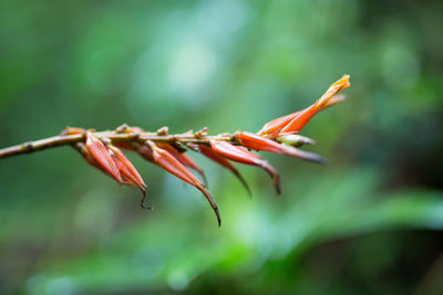 Close-up of plant against blurred background