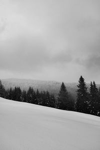 Pine trees on snow covered land against sky