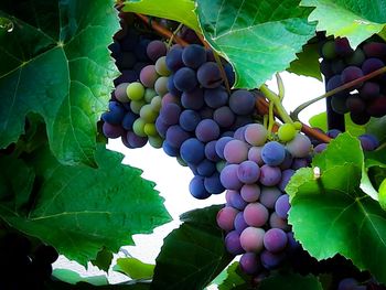 Close-up of grapes growing in vineyard