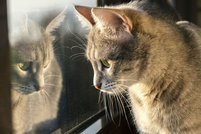 Close-up of cat looking away