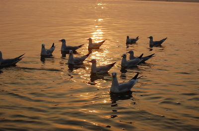 Birds in water at sunset