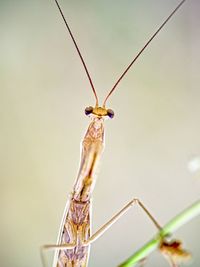 Extreme close-up of insect looking at camera