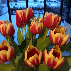 Close-up of tulips blooming outdoors