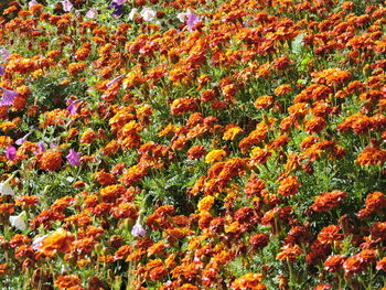 Full frame of flowers in field