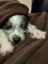 Close-up of dog sleeping