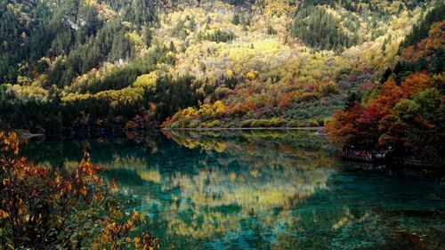 Reflection of trees in calm lake