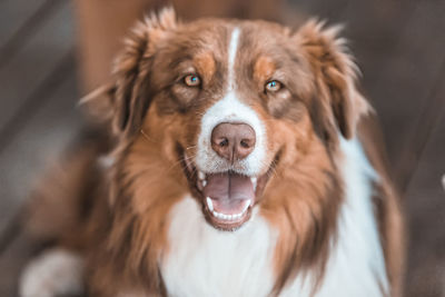 Close-up portrait of dog