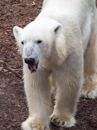Close-up of white bear