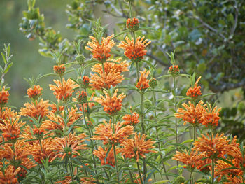 Close-up of red flowers blooming outdoors