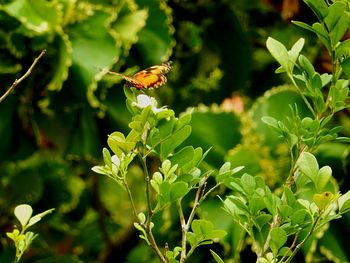 Close-up of insect on plant