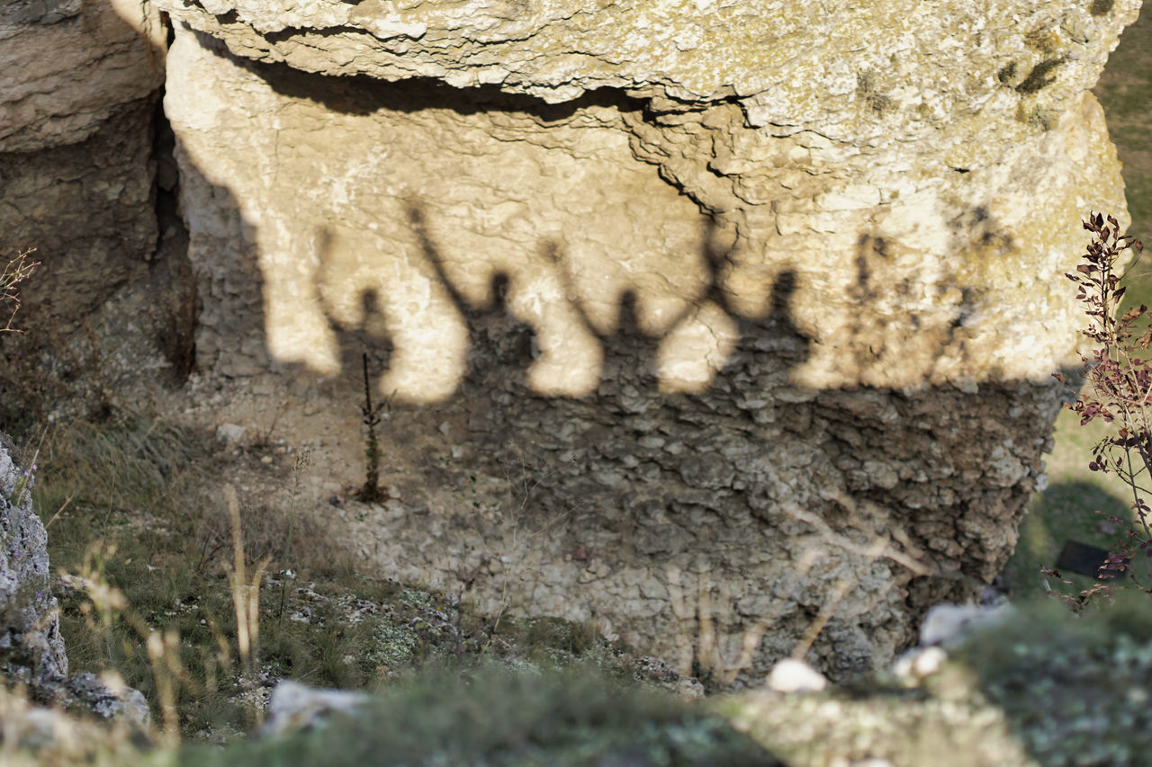 CLOSE-UP OF TREE TRUNK BY ROCKS