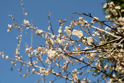 Low angle view of cherry blossoms against blue sky