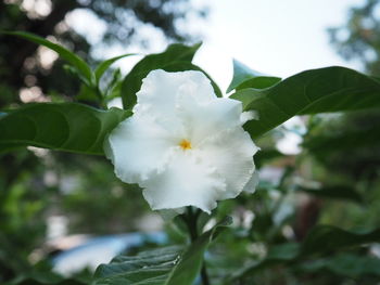 Close-up of white flower blooming outdoors