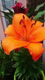 Close-up of wet orange day lily blooming outdoors