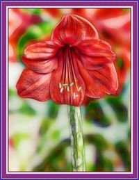 Close-up of red flowers