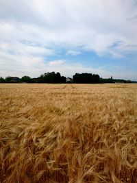 Scenic view of field against sky