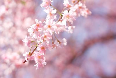 Close-up of pink cherry blossom