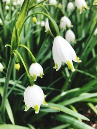 Close-up of white flowering plant