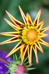 Close-up of yellow flower