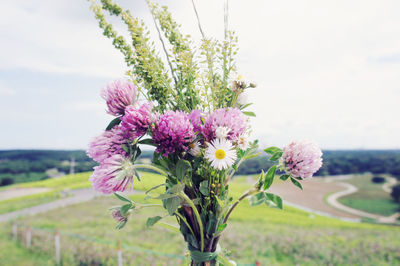 Close-up of flowers growing in field against sky