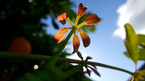 Low angle view of flowers blooming against sky