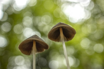 Close-up of mushroom growing in forest