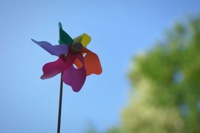 Close-up low angle view of flowers against blue sky