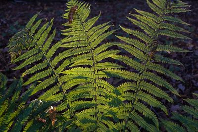 High angle view of fern amidst trees in forest