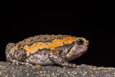 Close-up of a frog on black background