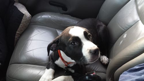 Close-up portrait of dog sitting in car