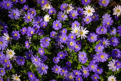 High angle view of purple flowers in park