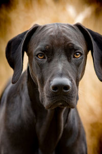 Close-up portrait of black dog