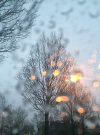 Trees against cloudy sky