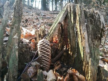 Close-up of tree trunk in forest