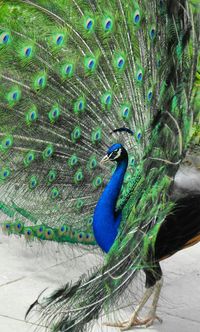 View of peacock