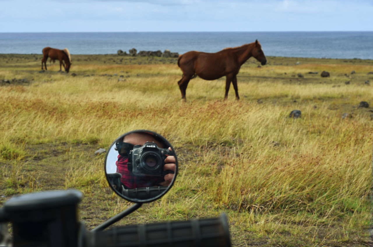 HORSE ON FIELD