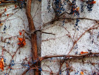 Ivy growing on wall