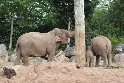 Elephant in a zoo