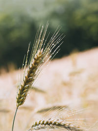 Close-up of wheat growing on field