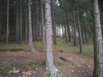 Trees in forest