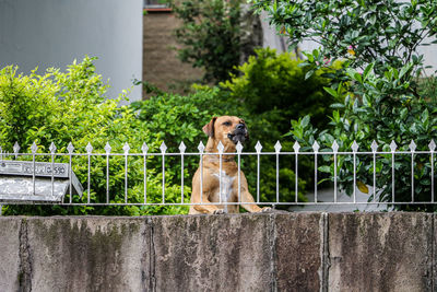 Portrait of dog sitting against plants