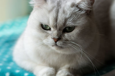 pet
