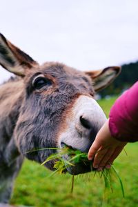 Close-up of hand feeding a donkey