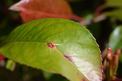 Close-up of insect on plant