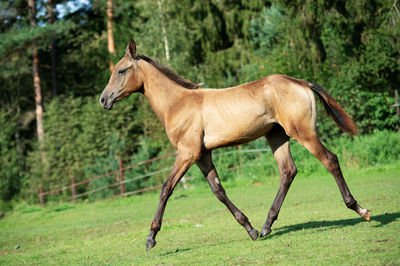 Side view of horse running on land