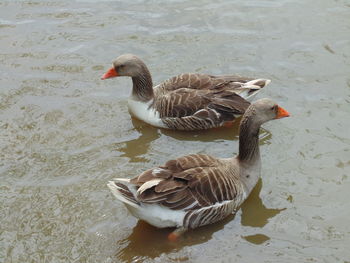 Bird in water