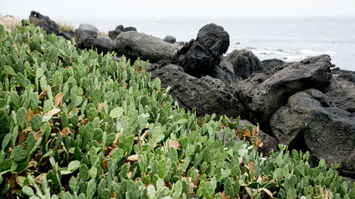 Close-up of rocks on beach